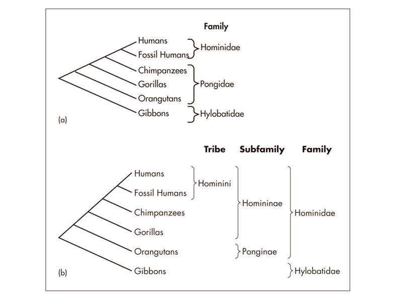 A Taxonomic classification of hominins versus hominids. 