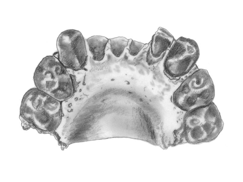 The mandible of Au. Bahrelshazali.   