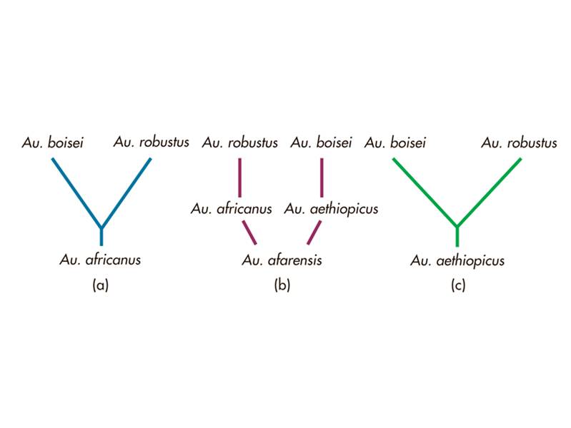 Some possible phylogenies for the robust australopithecines.  