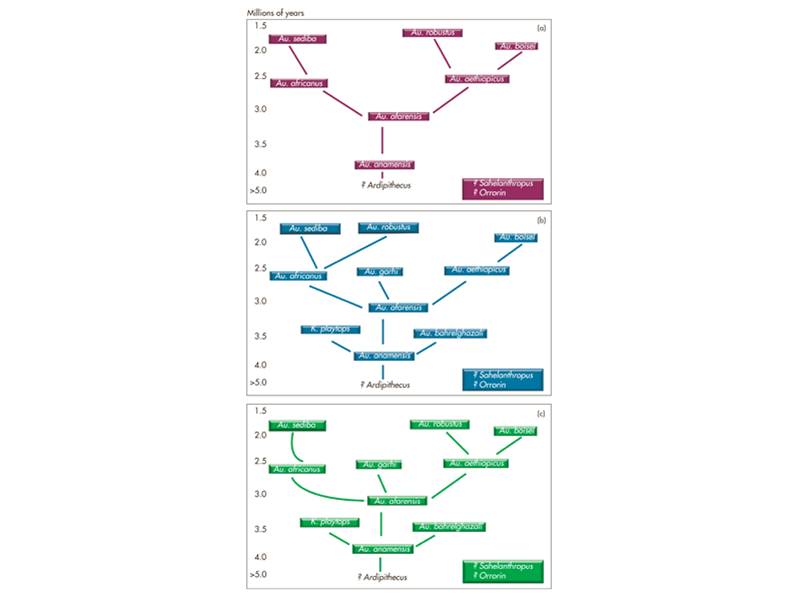 Three possible phylogenies for the australopithecines with Au. anamnesis as the stem ancestor and re