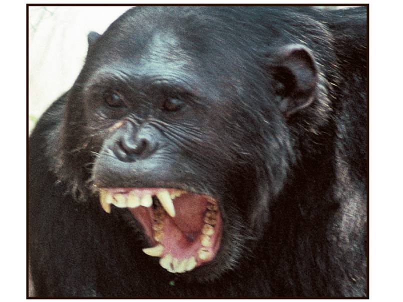 Monkeys and apes such as this chimpanzee can be recognized in the fossil record by the anatomy of th