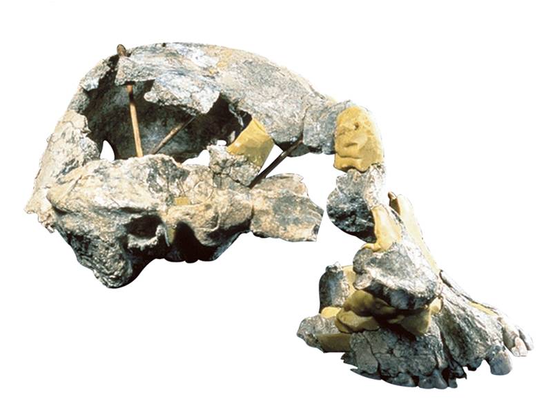 A complete cranium of Australopithecus afarensis from Hadar, Ethiopia. 