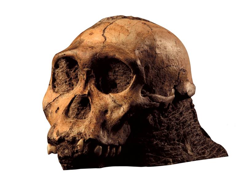 Australopithecus sediba shares small brain size with other members of Australopithecus but also has 