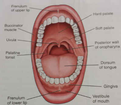 Structures of Mouth