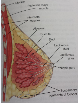 Female Breast