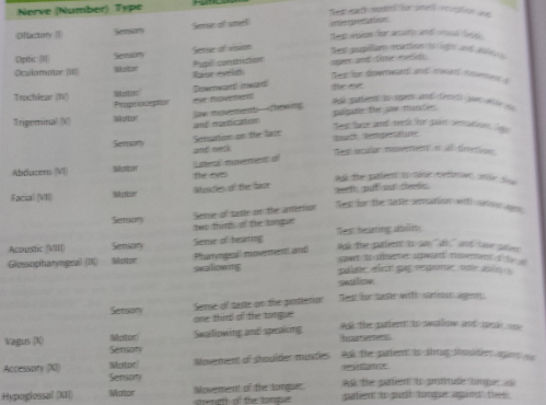 Cranial Nerves