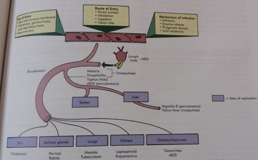 Spread of Infection