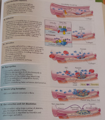 Platelet Degranulat​ion