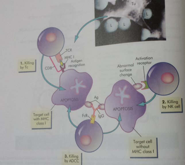 Cellular Defense Mechanism