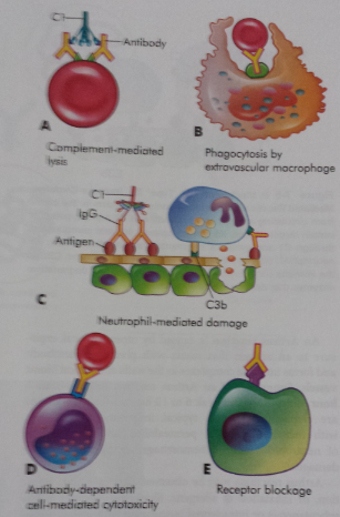 Type II Tissue Specific Reactions