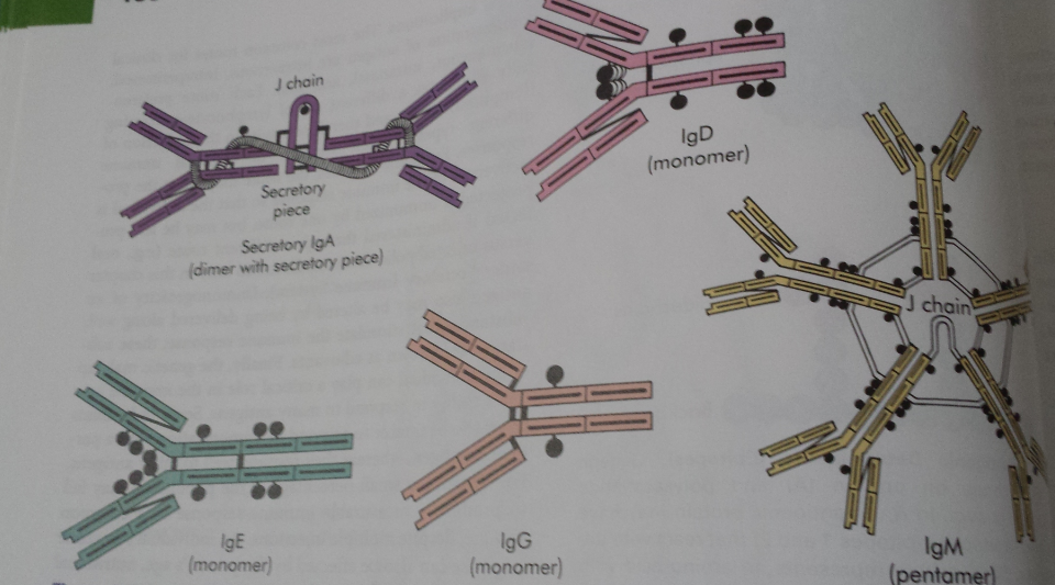 Immunoglob​ulin Structures