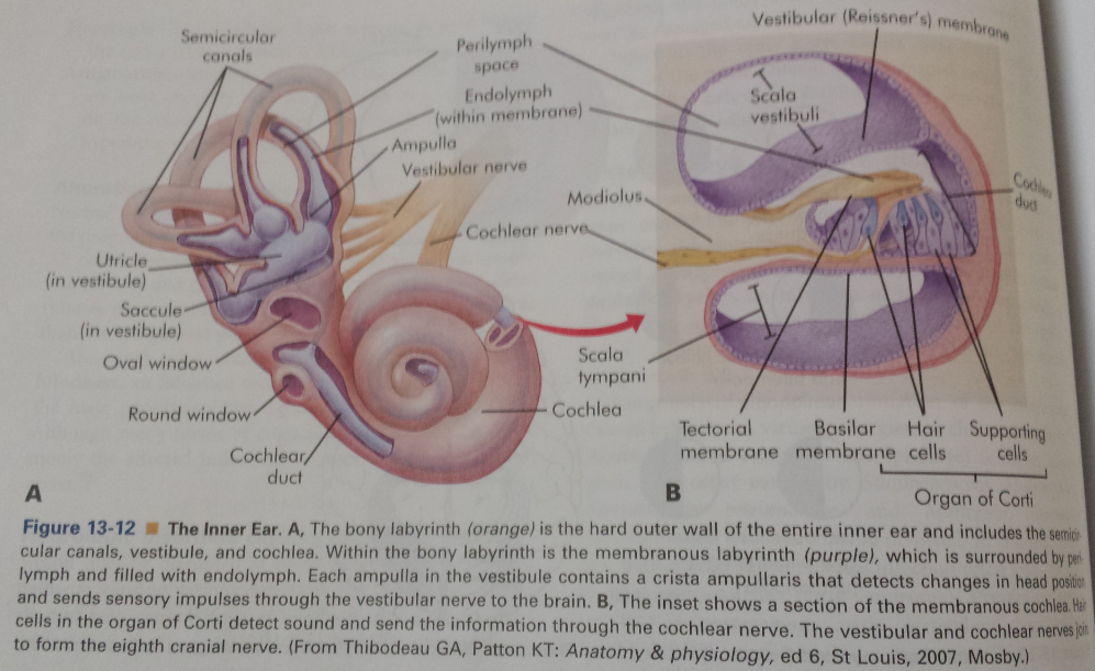 Inner Ear