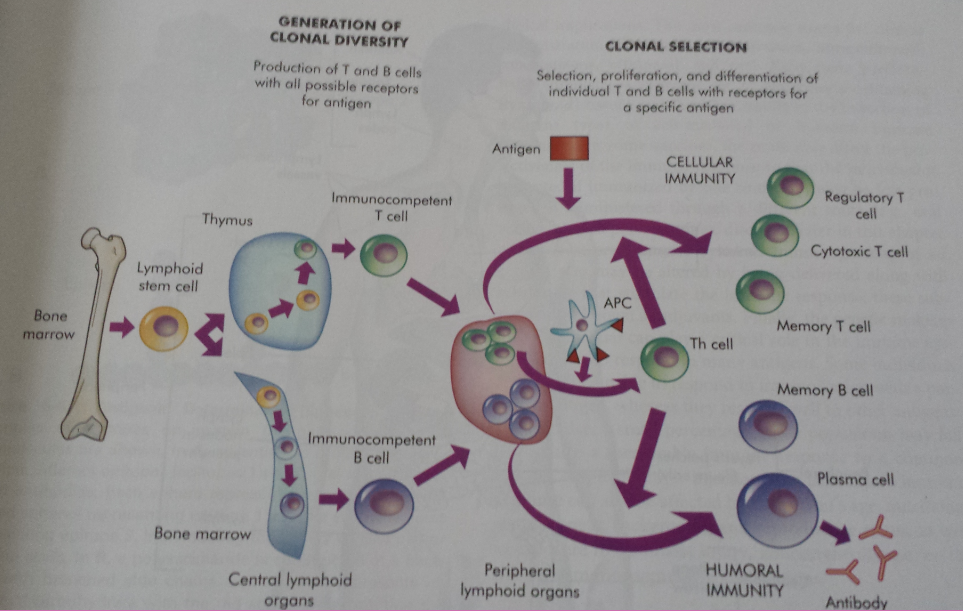 Immune Response