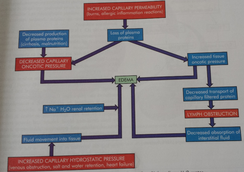 Edema Formation Mechanisms