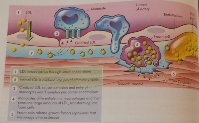 LDL Oxidation