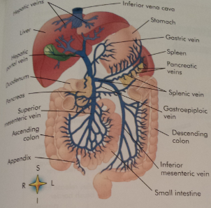 Hepatic Portal Circulatio​n