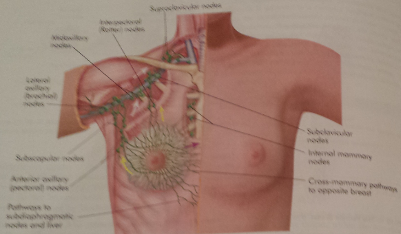 Female Breast Lymphatic Drainage