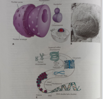 The Nucleus