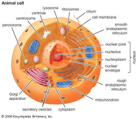 Animal Cell