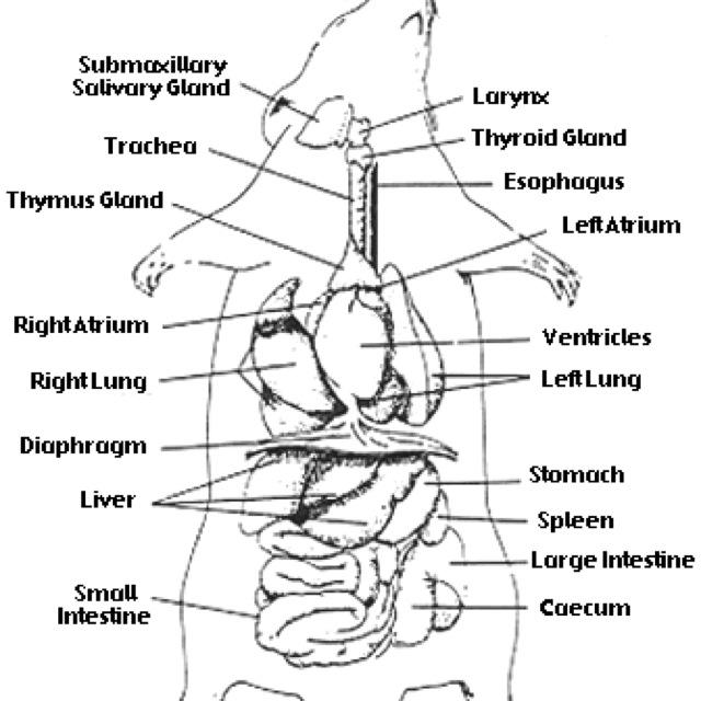 Rat's anatomy