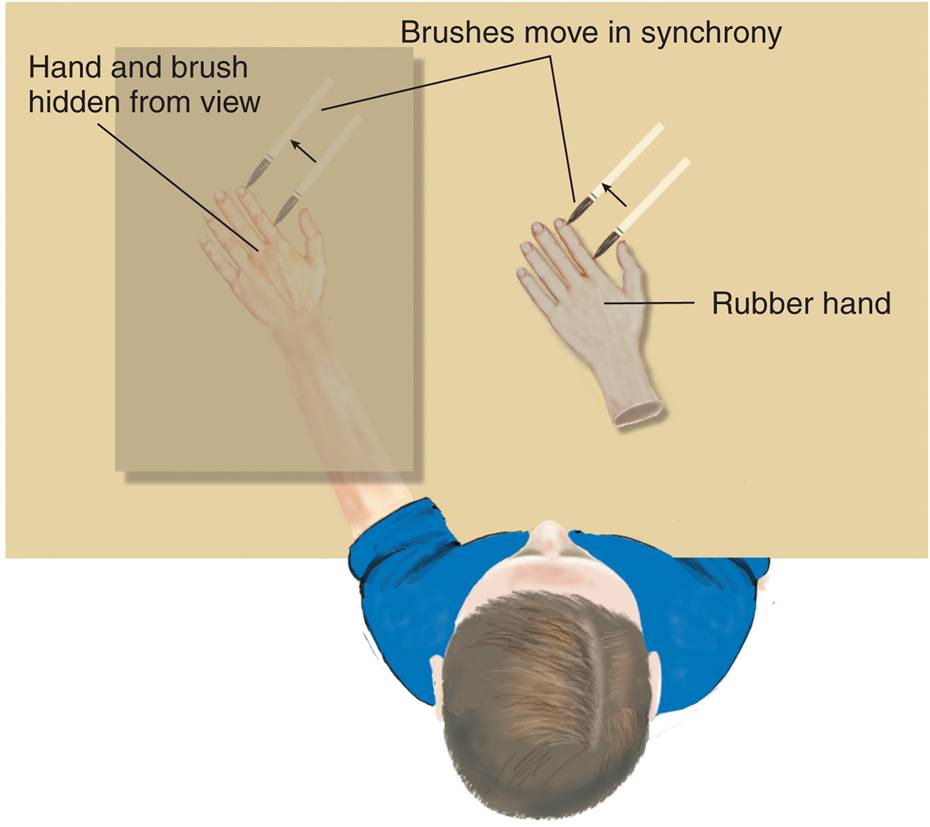 The Rubber Hand Illusion