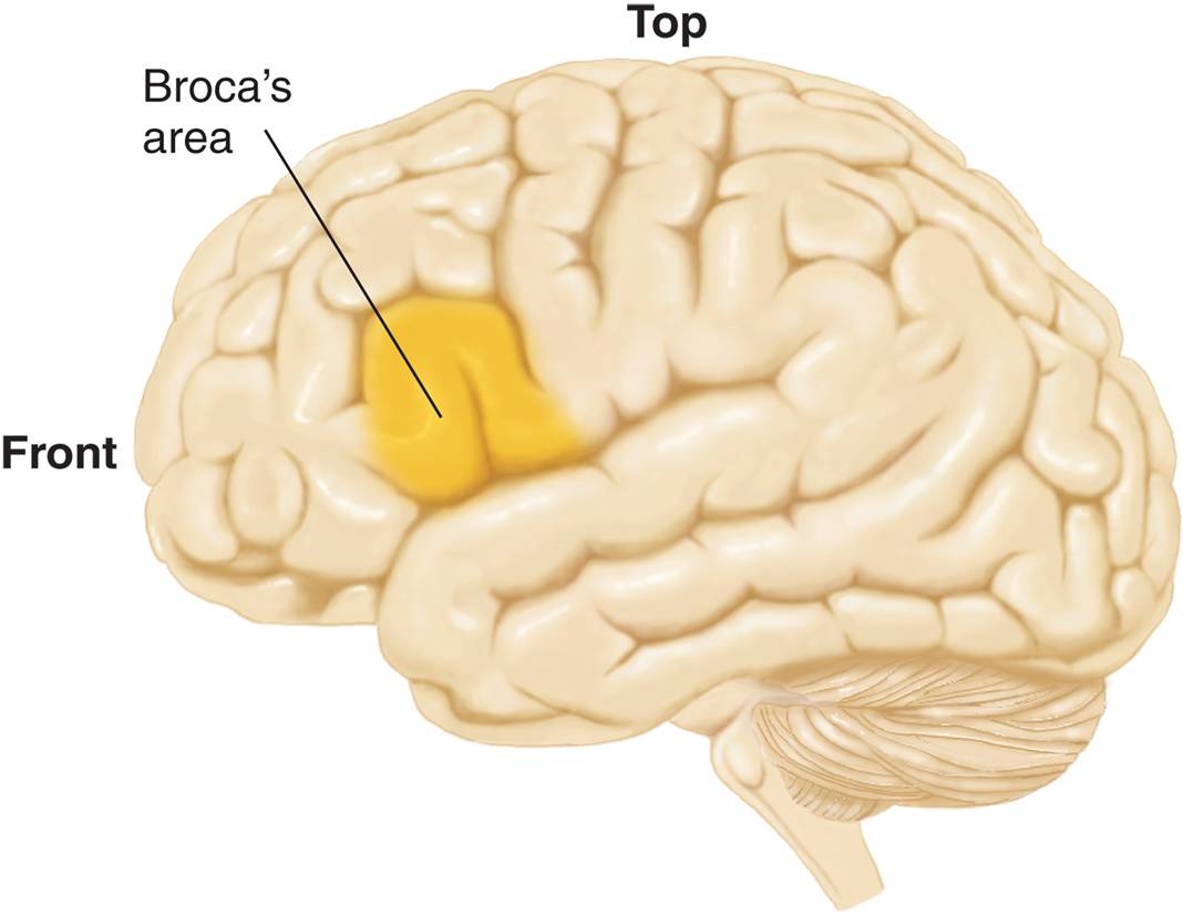 Broca’s Area