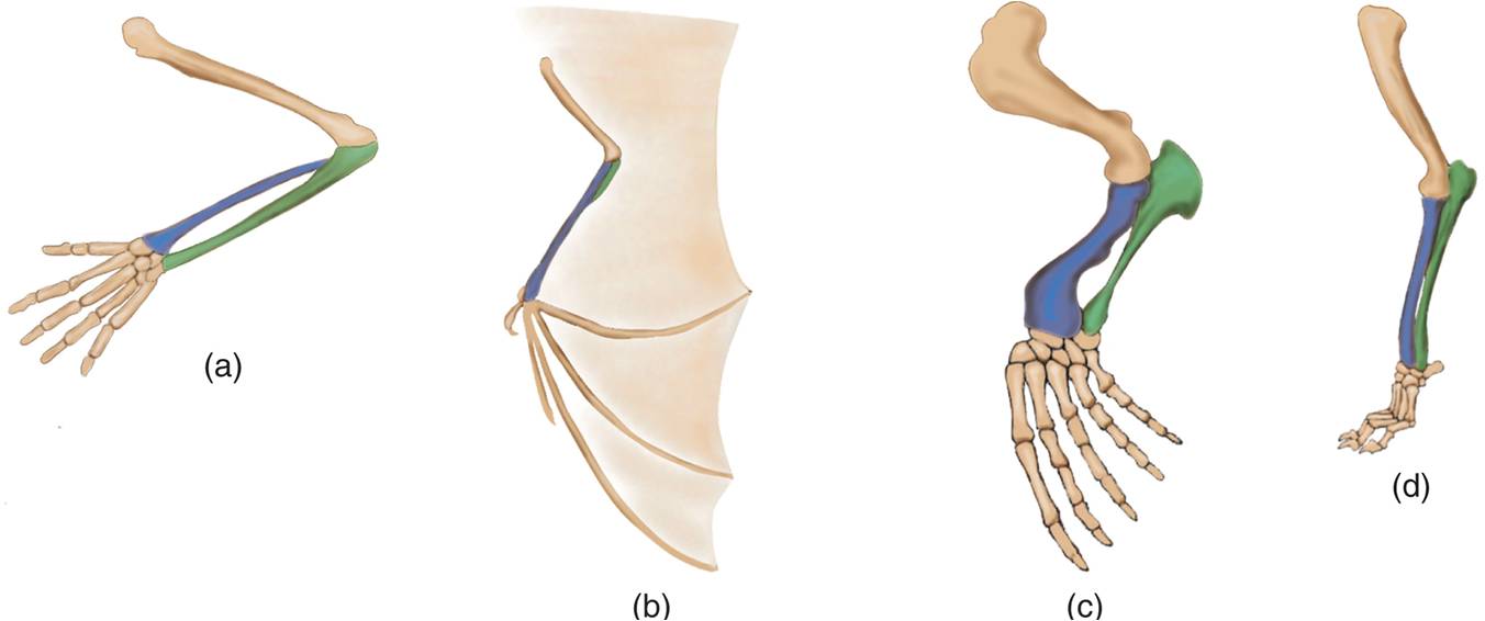 Bones of the Forelimb