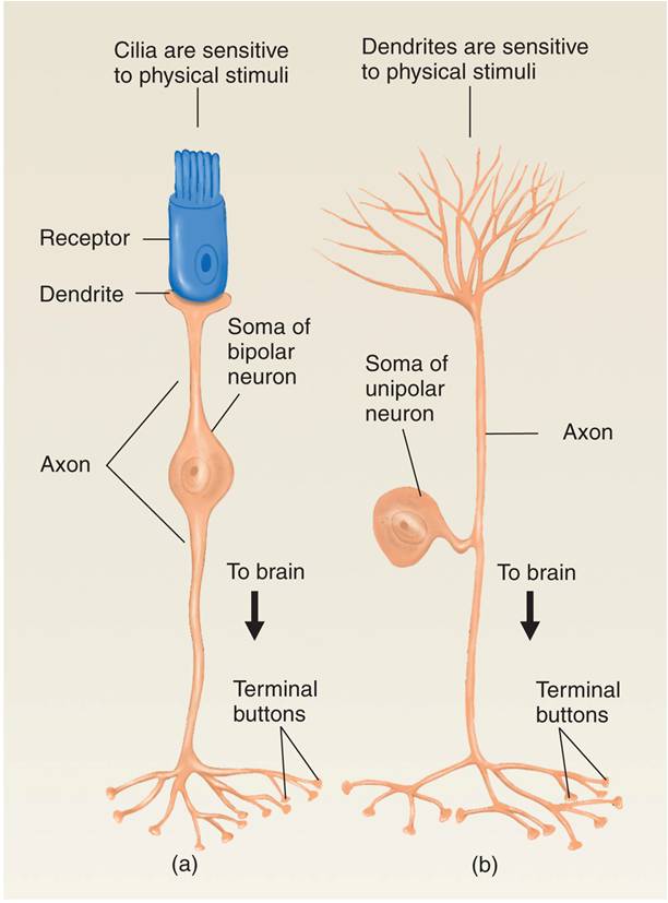 Neurons