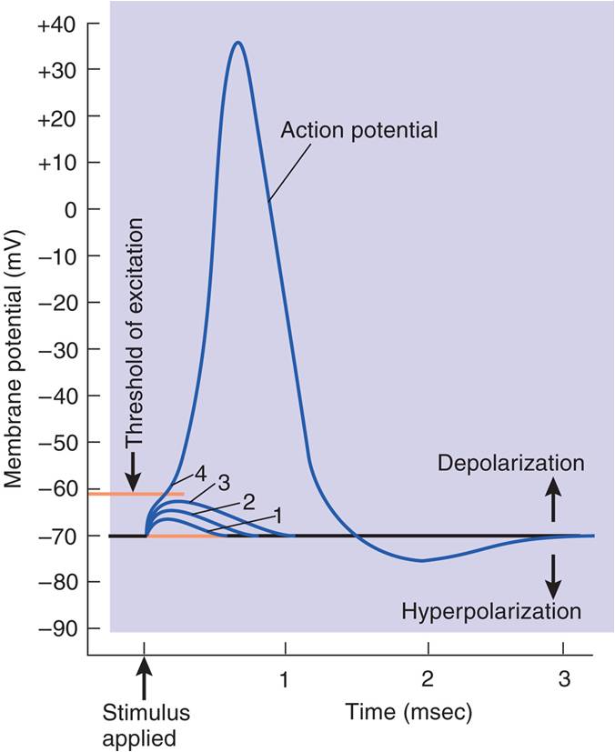 An Action Potential