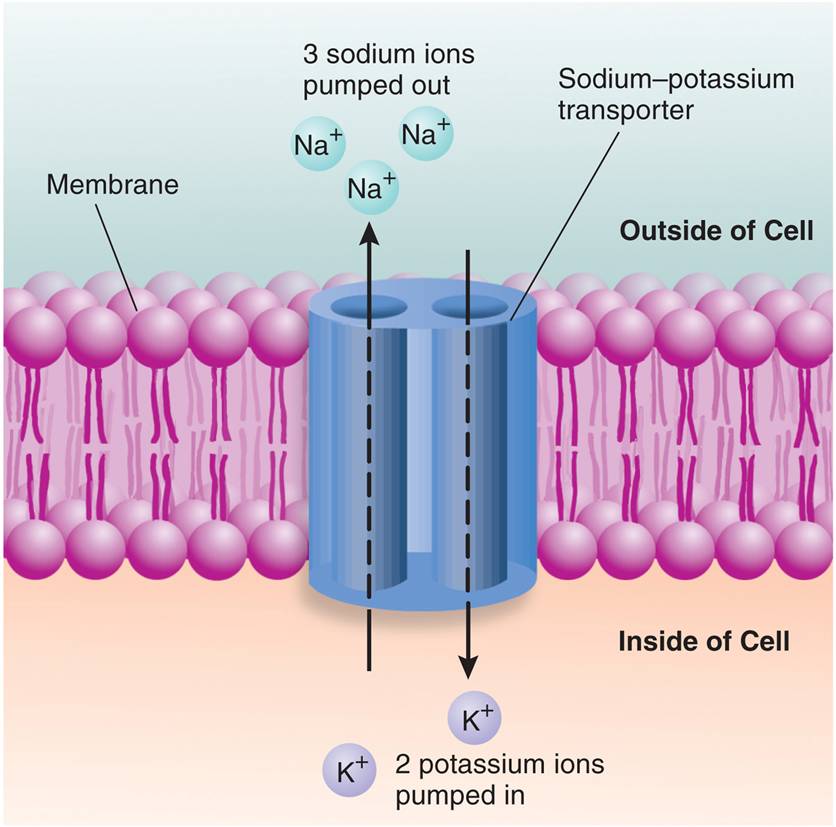 A Sodium–Potassium Transporter 