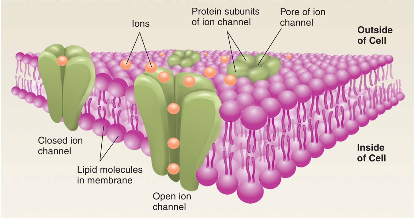 Ion Channels