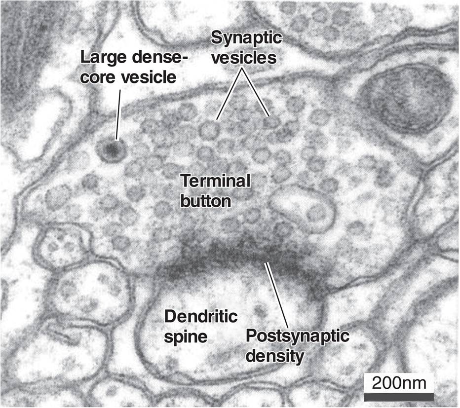 Cross Section of a Synapse