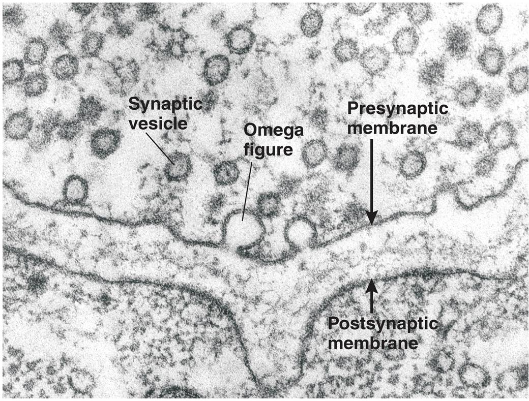 Cross Section of a Synapse