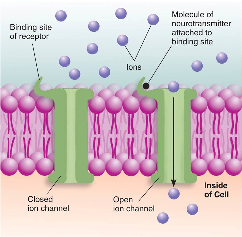 Ionotropic Receptors