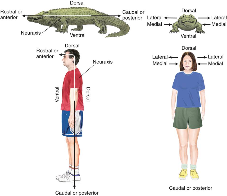 Views of Alligator and Human  