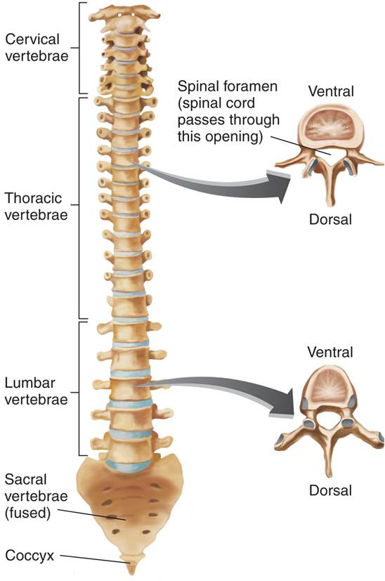 Ventral View of the Spinal Column  