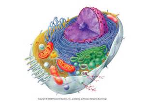 Eukaryotic cell without labels