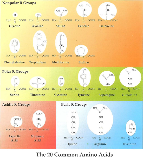 20 common amino acids