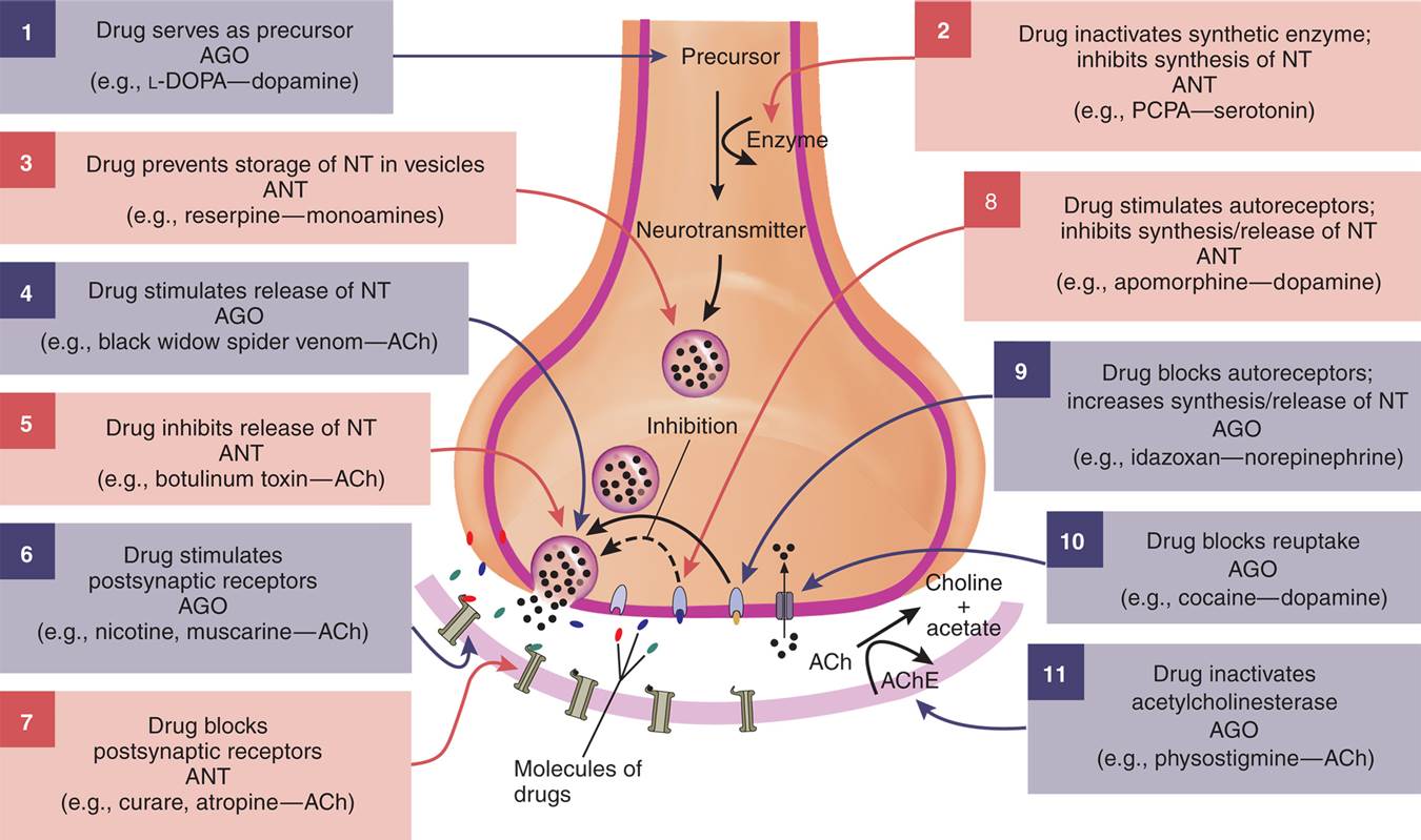 Drug Effects on Synaptic Transmission 