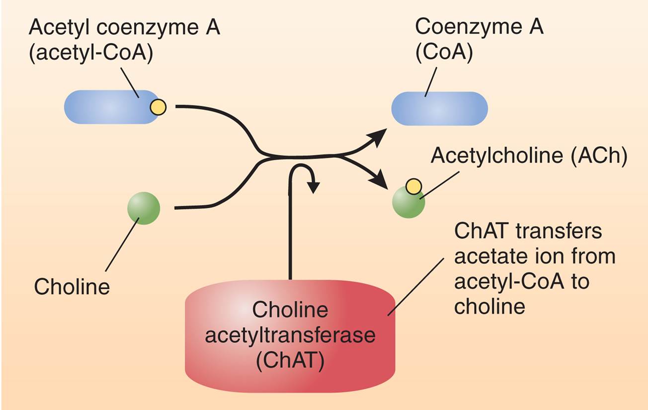 Biosynthesis of Acetylcholine