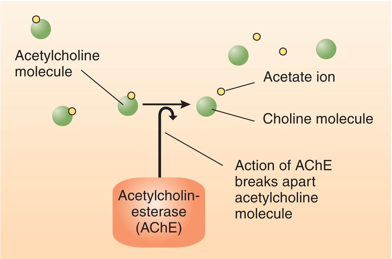 Destruction of Acetylcholine (ACh) by Acetylcholinesterase (AChE)