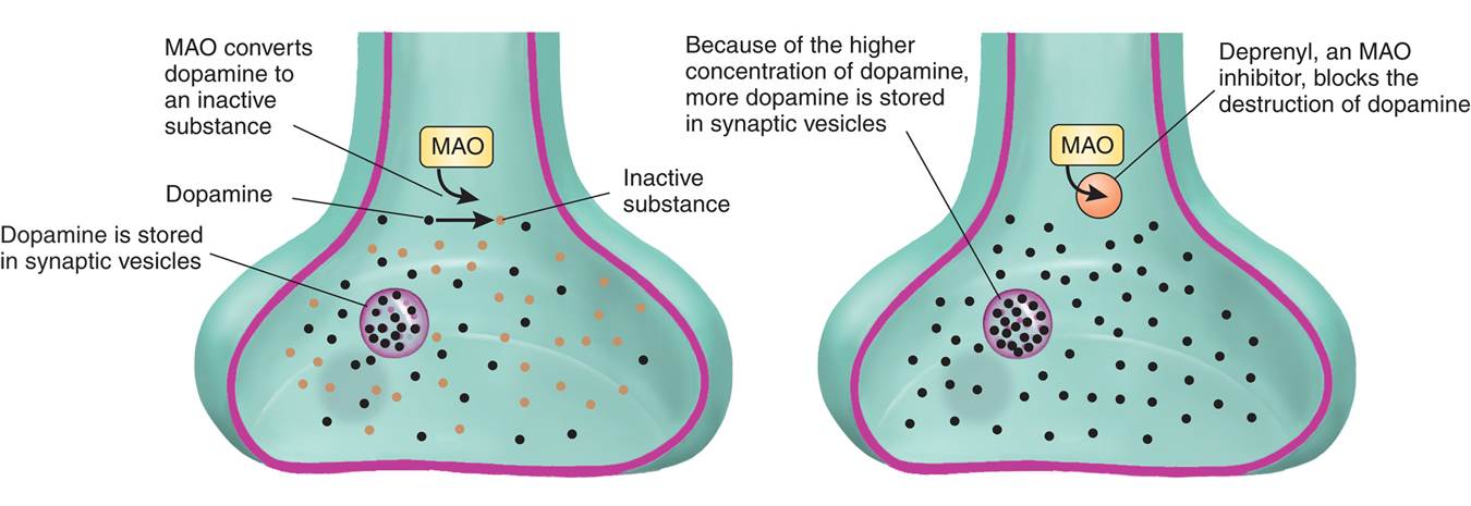 Role of Monoamine Oxidase 