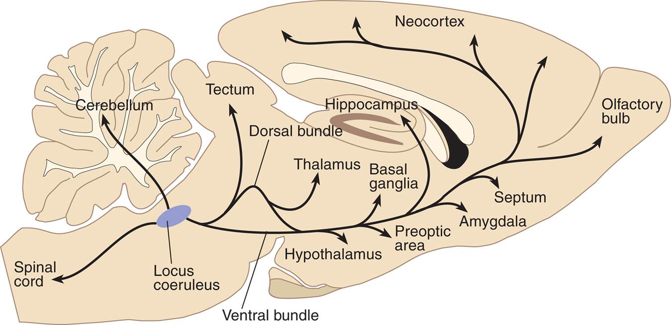 Noradrenergic Pathways in a Rat Brain 