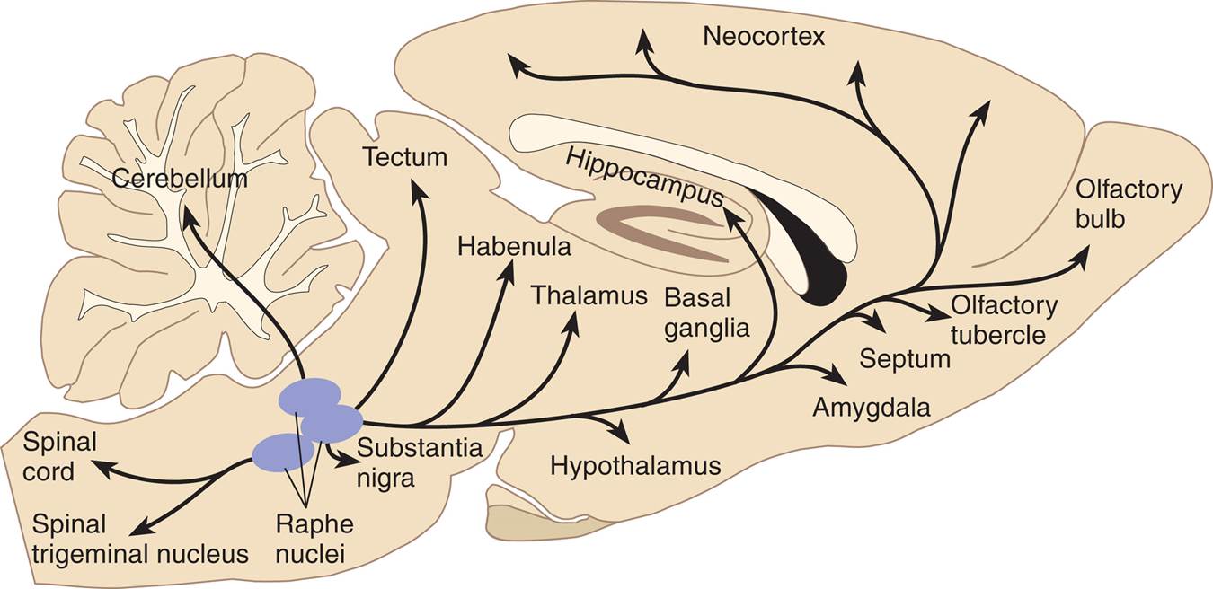 Serotonergic Pathways in a Rat Brain 