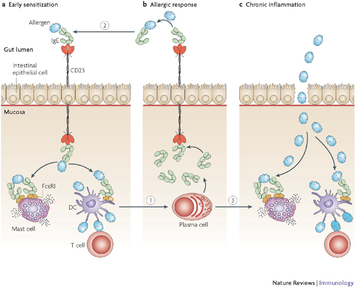 Role of CD23 on epithelial cells in the pathogenesis of food allergic disease.