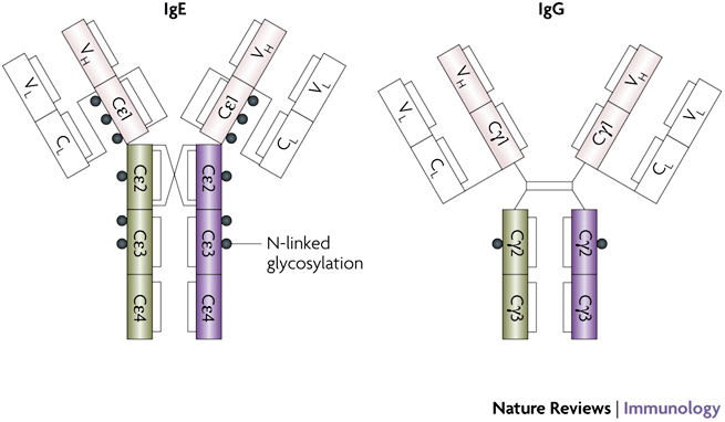The domain structures of IgE and IgG