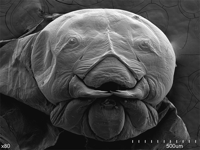 Scorpions, Spiders and Sharks: Electron-Microscope Images