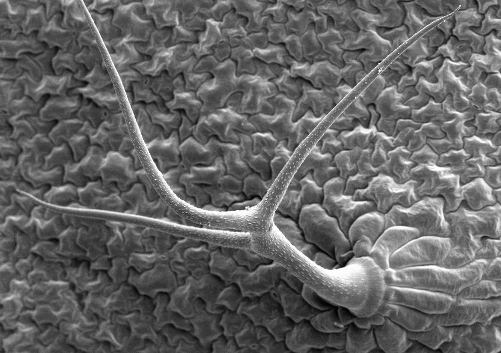 lower surface of Arabidopsis thaliana leaf, showing a trichome