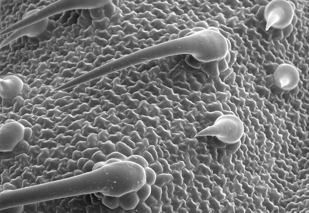 Heliotropium (marine heliotrope) lower leaf surface, showing trichomes and a few stomata