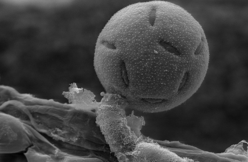 polllen grain on perched on the anther of a Penta lanceolata flower